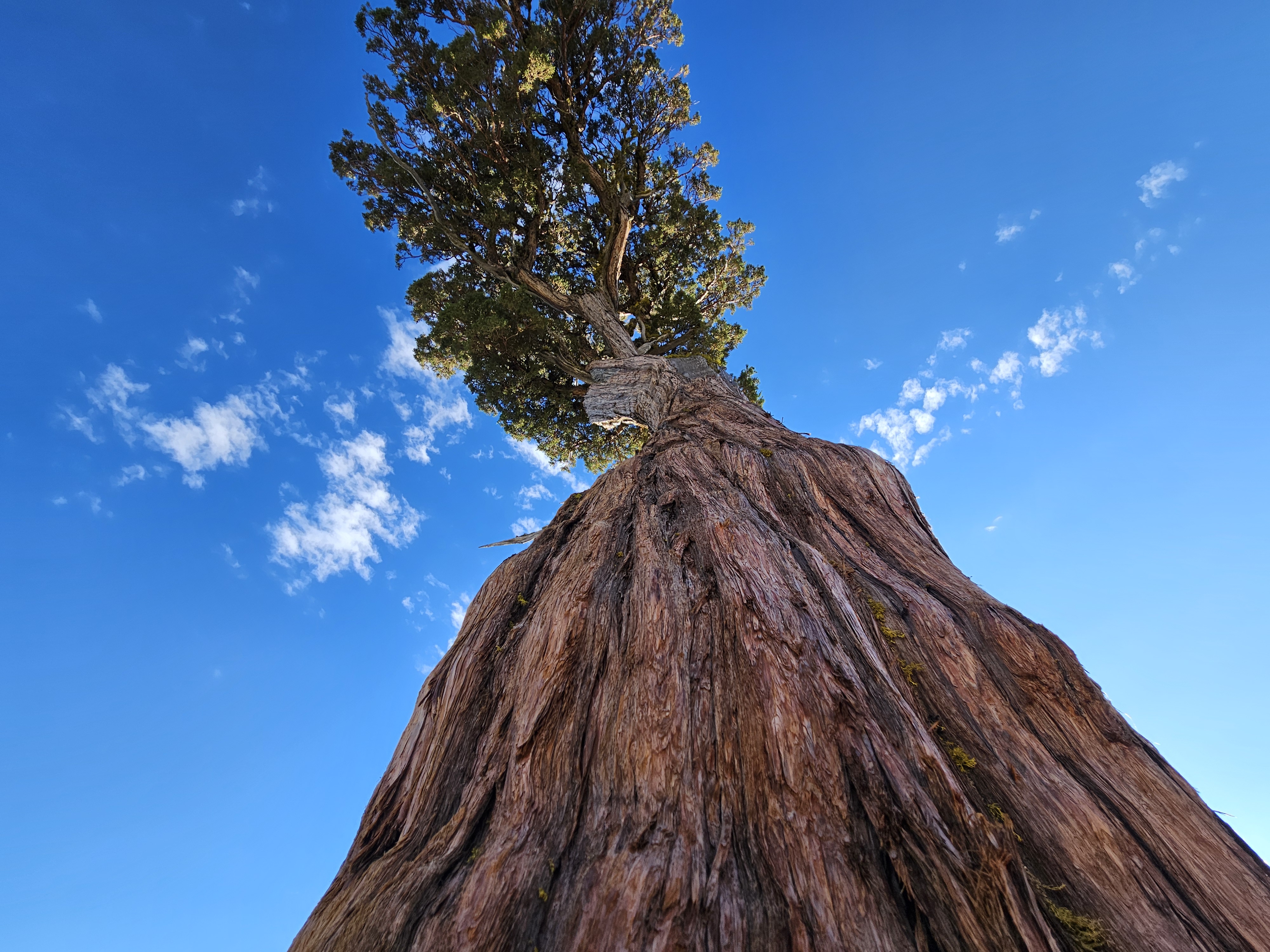 Sierra Juniper - Donner Summit, Truckee