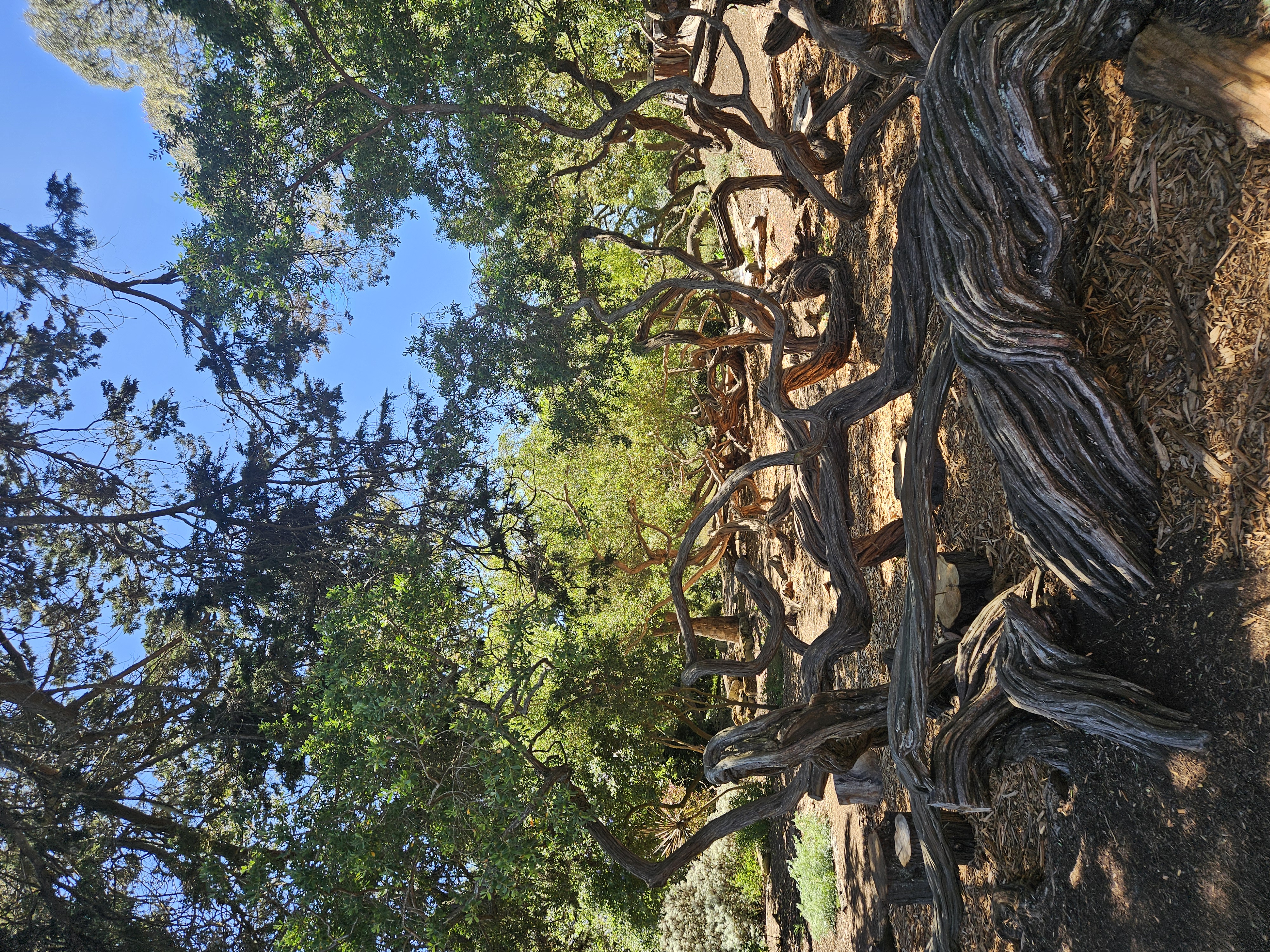 Manzanita Tree - Gardens of Golden Gate Park