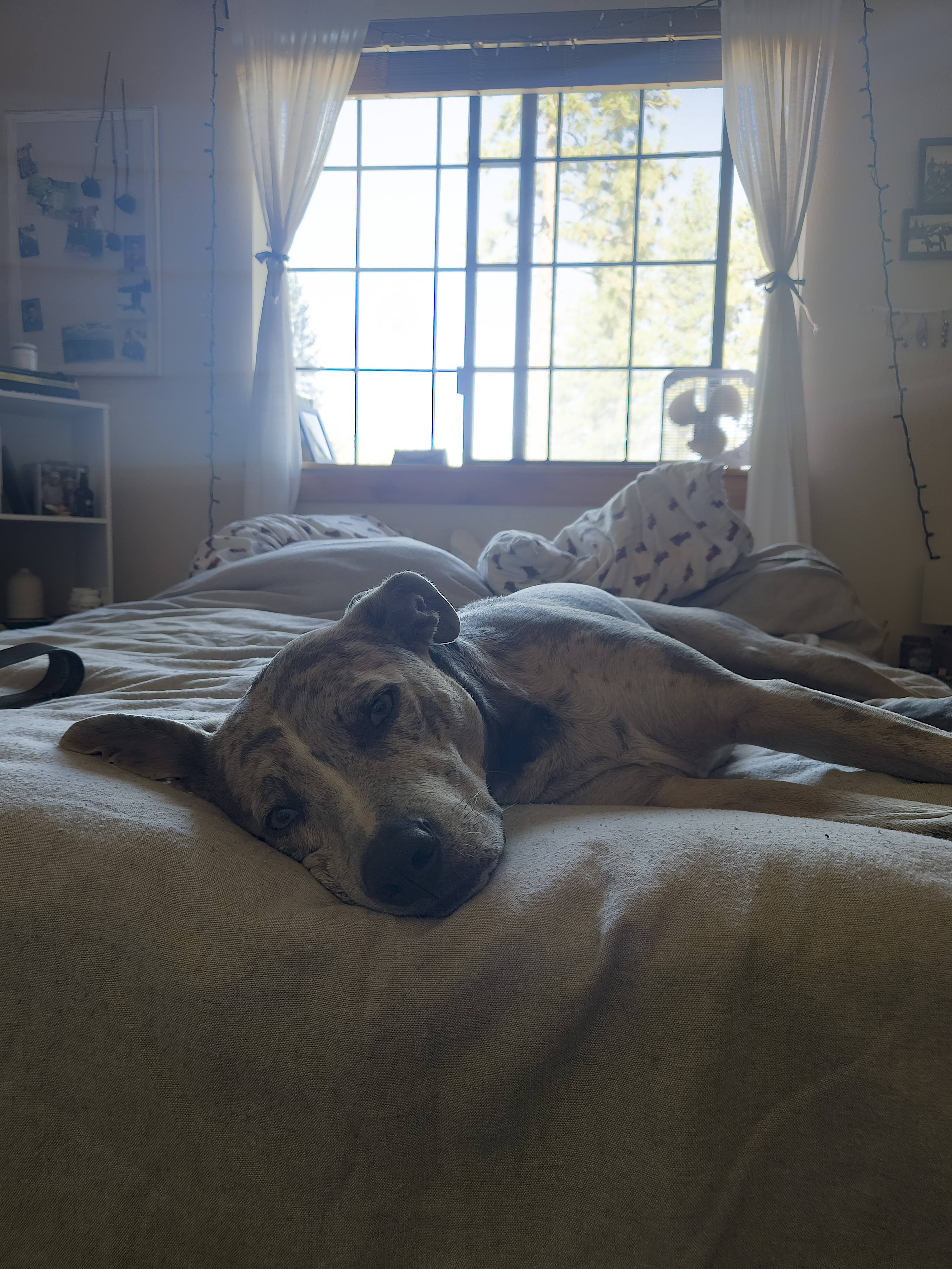 Sleepy Pup - A comfy bed